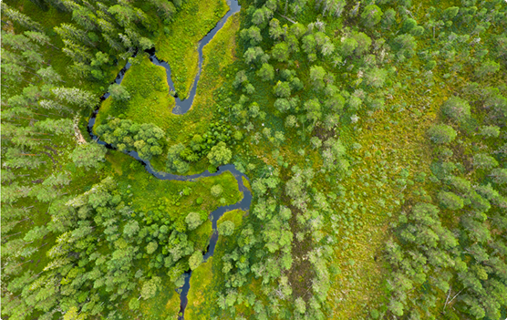 Aerial view of a lush green forest with a winding stream flowing through it.