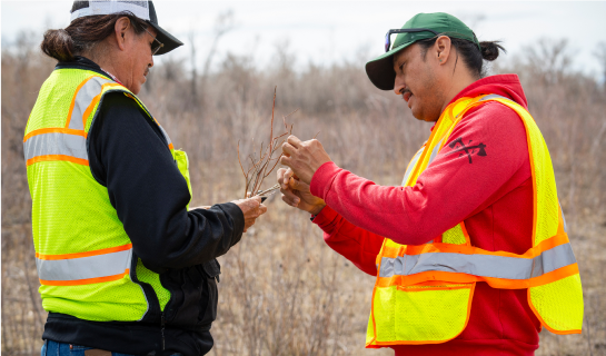 Two individuals in high-visibility vests working together outdoors, examining a plant branch in a dry, open field as part of reforestation efforts.