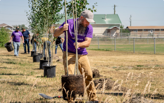 A man in a purple shirt plants a young tree with others working in the background on a grassy field.